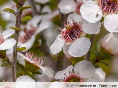 Leptospermum scoparium