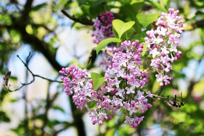 Flieder Syringa