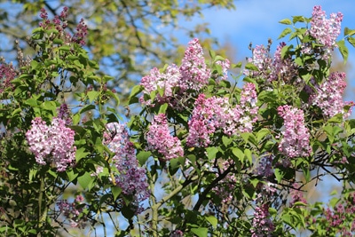 Flieder Syringa