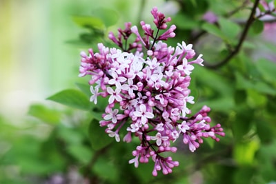 Flieder Syringa