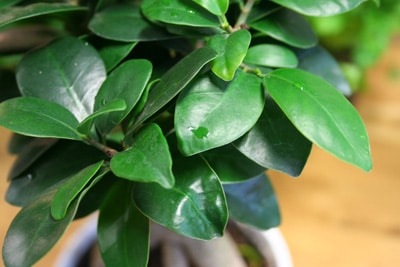 Ficus Ginseng Bonsai