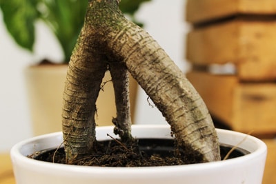 Ficus Ginseng