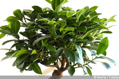 Ficus Ginseng Bonsai