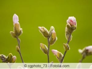 Magnolia stellata