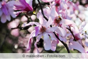 sternmagnolie 40291616 300 fl sternmagnolie 40291616 300 fl
