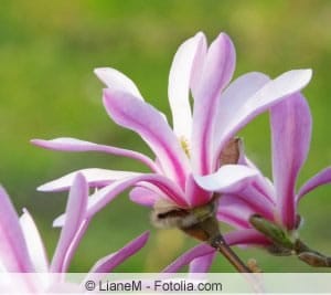 Blüte der Sternmagnolie