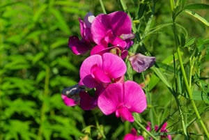 Gartenwicke Gartenwicke