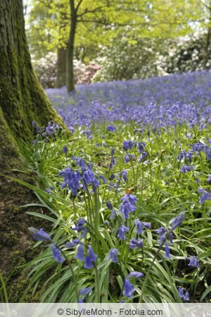 Hyacinthoides