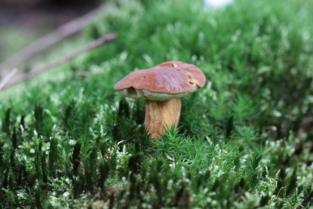 Im Rasen Wachsen Braune Pilze Was Tun Bei Pilzbefall Gartendialog De