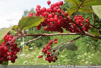 Sambucus racemosa