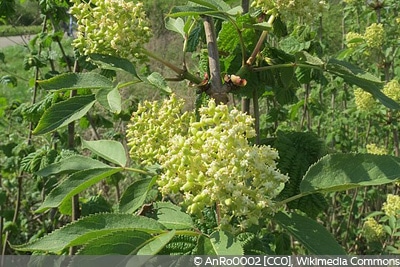 Sambucus racemosa