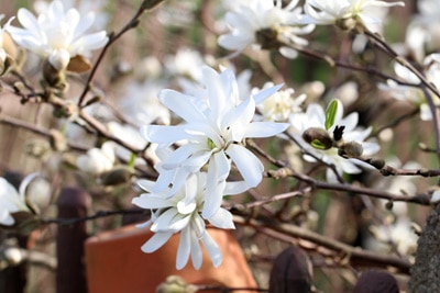 Magnolia stellata