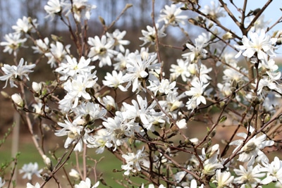 Magnolia stellata