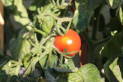 Tomaten gelbe Blättern