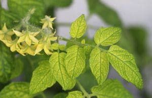 Chlorose