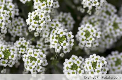 Lobularia maritima