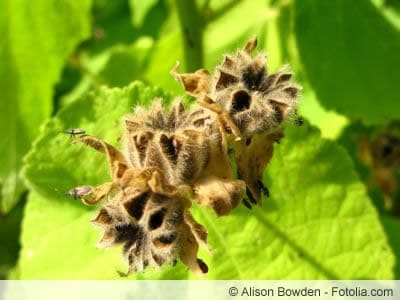 Fremontodendron californicum