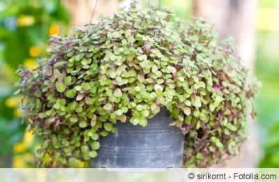 Callisia repens