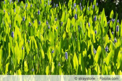 Pontederia cordata