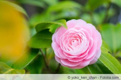 Camellia japonica