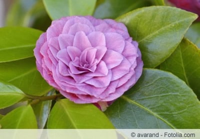 Camellia japonica Camellia japonica