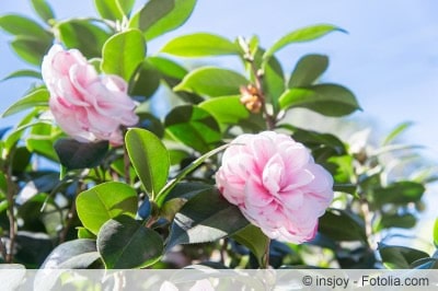 Camellia japonica Strauch