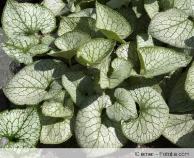 Brunnera macrophylla