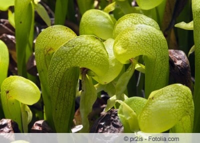 Darlingtonia californica