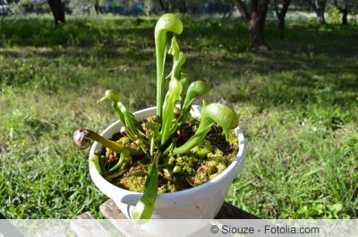 Darlingtonia californica im Topf