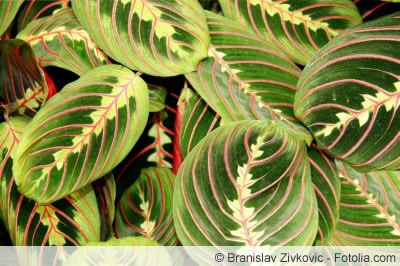 Maranta leuconeura