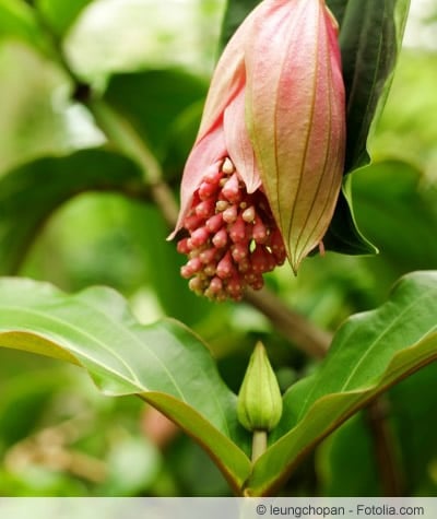 Blüte der Medinille