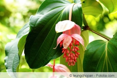 Medinilla magnifica