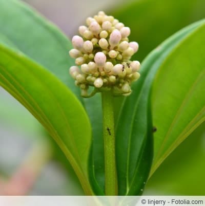 Medinilla magnifica Knospe