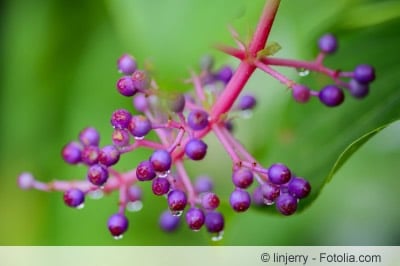 Medinilla magnifica