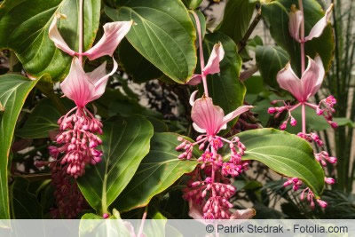 medinilla magnifica medinilla magnifica