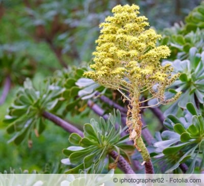 aeonium arboreum