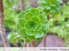 Senecio barbertonicus 'Himalaya', Greiskraut - Pflege ...