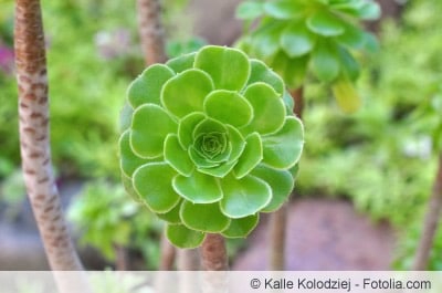 Rosetten-Dickblatt Rosetten-Dickblatt