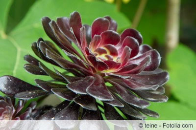 aeonium arboreum