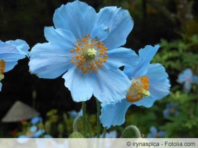 Scheinmohn Scheinmohn
