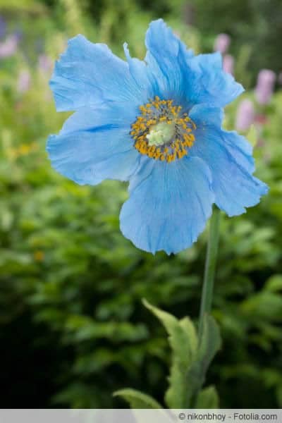 Blauer Mohn Blüte