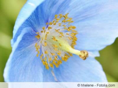 Scheinmohn