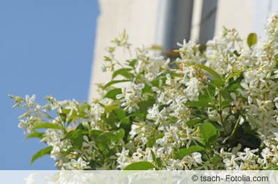 Trachelospermum jasminoides