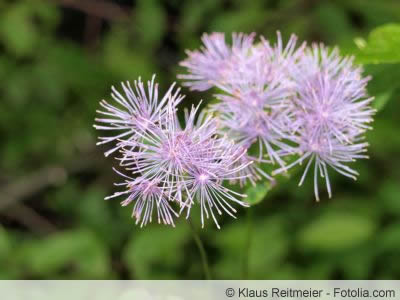 Thalictrum Blüte