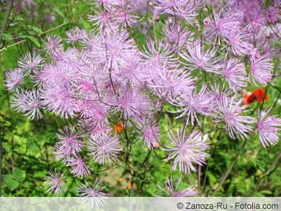 Wiesenraute Wiesenraute