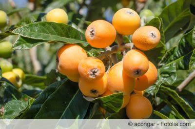 wollmispel 80605716 fl wollmispel 80605716 fl