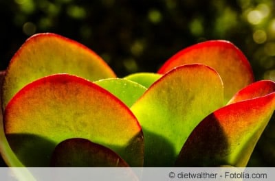 Kalanchoë thyrsiflora