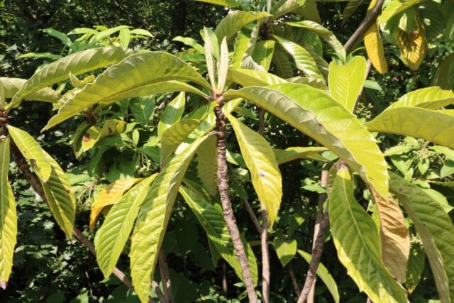 Japanische Wollmispel (Eriobotrya japonica)