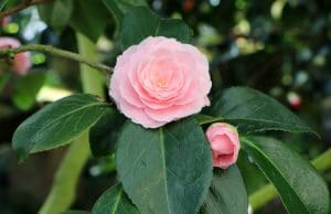 Camellia japonica