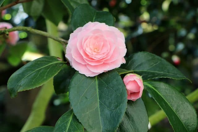 Camellia japonica